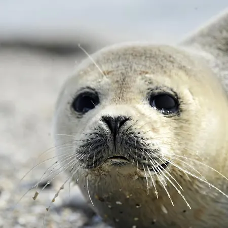 Apartman Haus Residenz Meeresbrandung Mb31 Cuxhaven