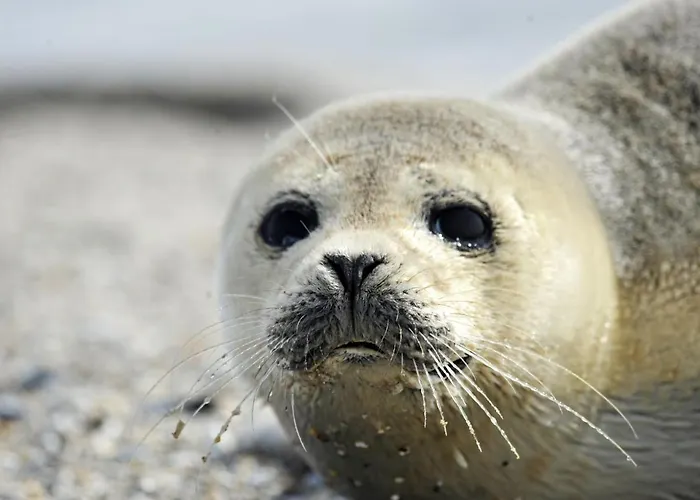 Appartement Haus Residenz Meeresbrandung Mb31 Cuxhaven